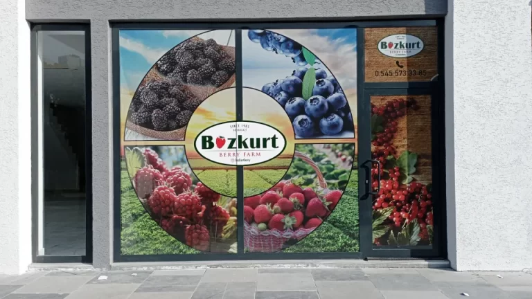 bozkurt-berry